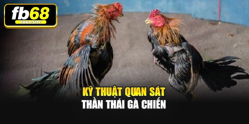 Kỹ thuật quan sát thần thái gà chiến
