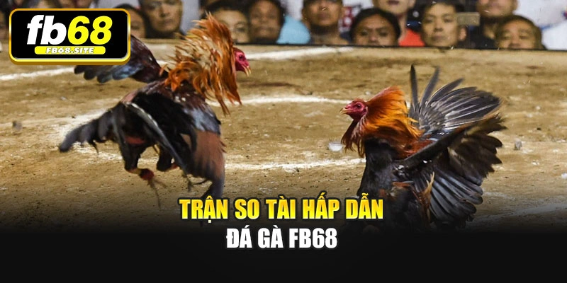 Trận so tài hấp dẫn Đá gà Fb68